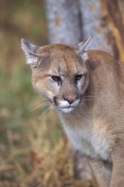 puma