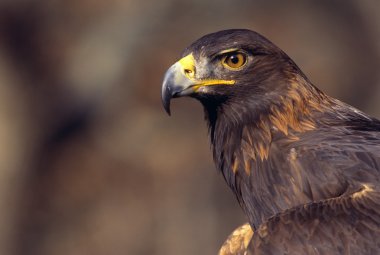 golden eagle portresi