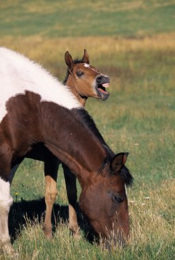 Mare And Foal clipart