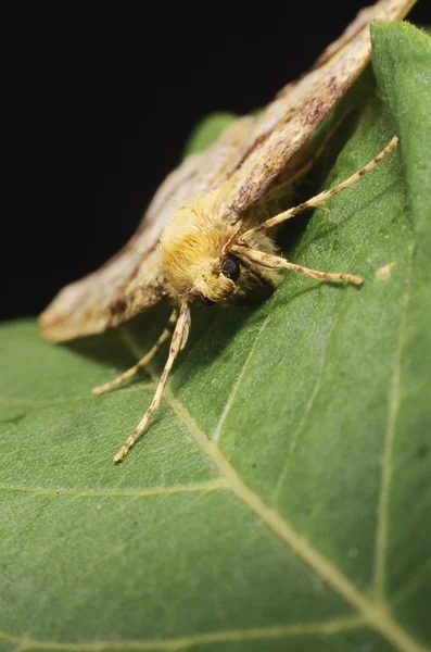 Falena sulla foglia — Foto Stock