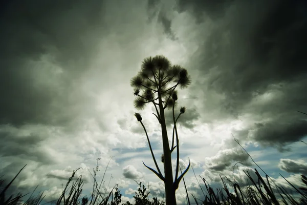 Low-Angle Nature — Stock Photo, Image