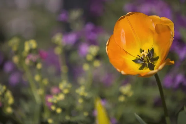 Orange Poppy — Stock Photo, Image