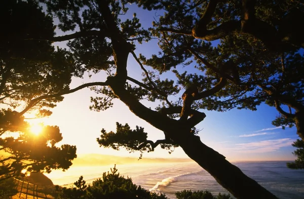 Sol a espreitar por entre árvores perto da praia — Fotografia de Stock
