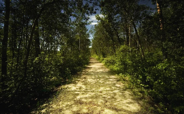 Estrada de país ensolarado — Fotografia de Stock