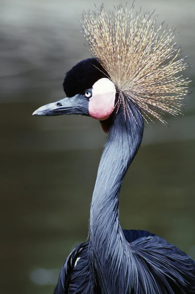 Grúa coronada — Foto de Stock