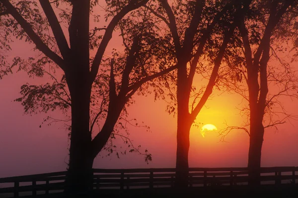 Träd i soluppgången — Stockfoto