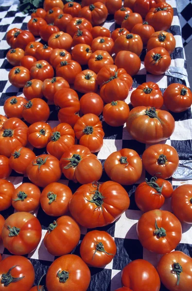 수확된 토마토 — 스톡 사진