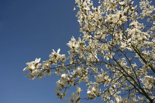 Vita blommorna — Stockfoto