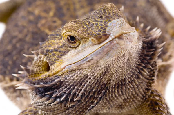 Lagarto de dragão barbudo Close-Up — Fotografia de Stock