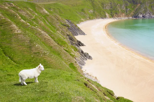 Condado de Donegal, Irlanda, Sheep Near The Coast — Fotografia de Stock