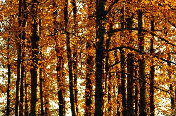 Bomen in de herfst — Stockfoto