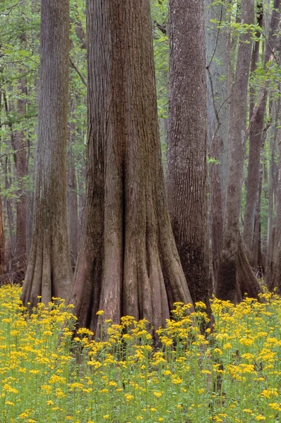 Troncos de árvore com flores amarelas — Fotografia de Stock
