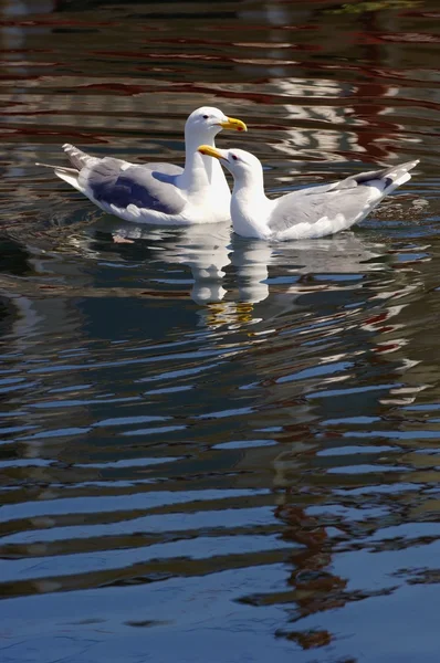 Duas gaivotas juntas — Fotografia de Stock