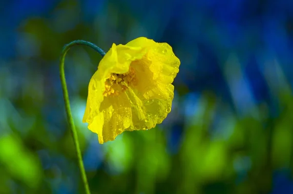 Yellow Poppy — Stock Photo, Image