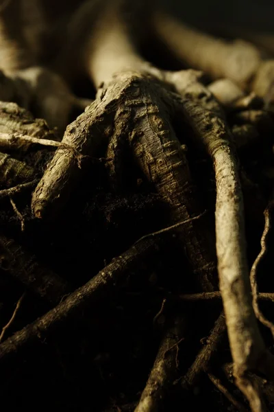 Closeup Of Roots — Stock Photo, Image