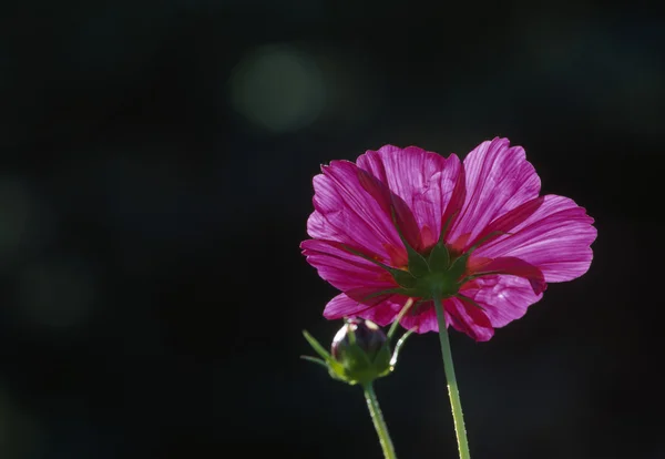 Cosmos — Stock Photo, Image