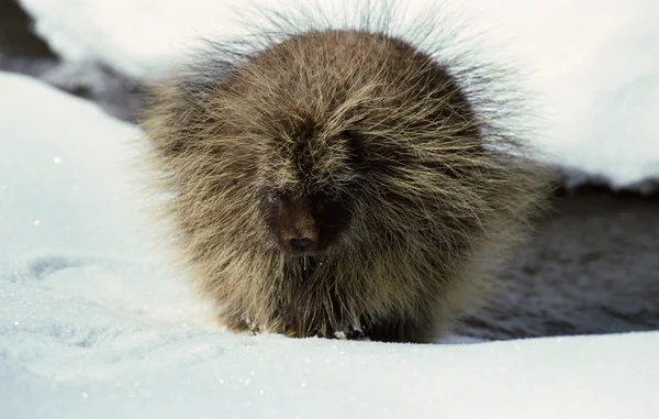 Stachelschwein im Schnee — Stockfoto