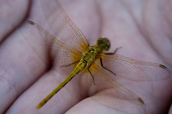 A Yellow Prairie Dragonfly In The Palm Of A Hand — Stock Photo, Image