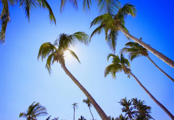 Palm Trees — Stock Photo, Image