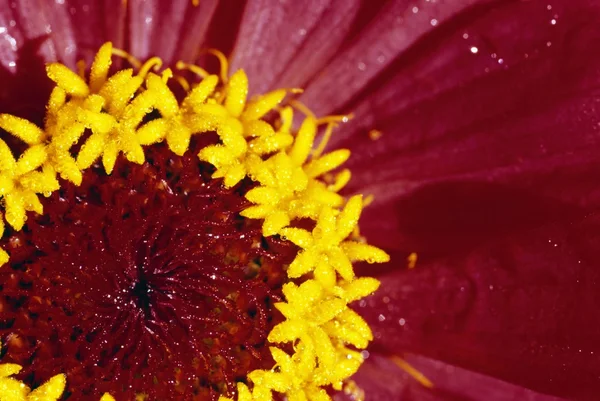 Részlet a belsejében egy virág — Stock Fotó