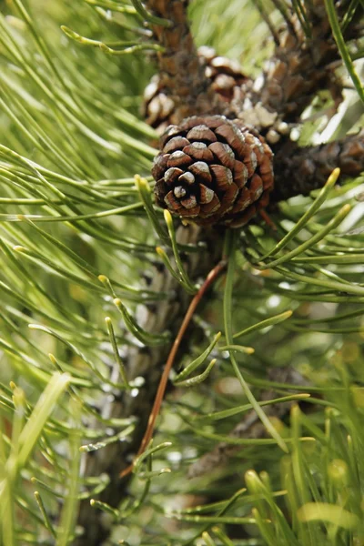 Pine Cone Close-Up — Stock Photo, Image