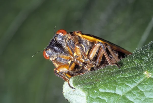 Closeup üzerindeki yaprak böcek — Stok fotoğraf