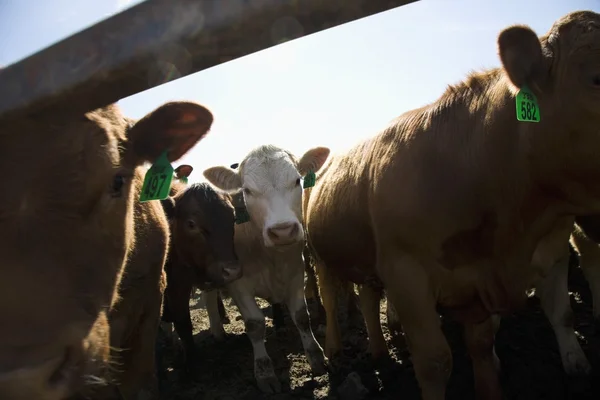Vacas en la granja —  Fotos de Stock