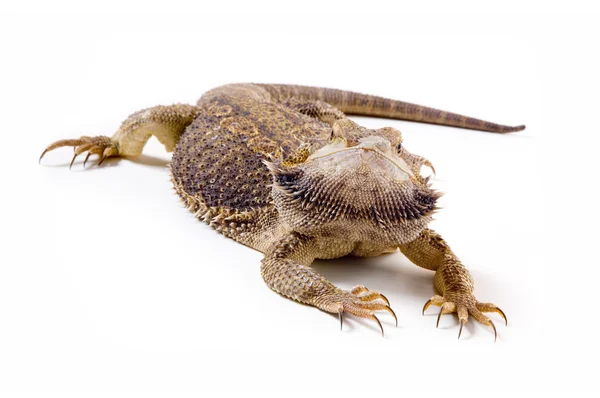 Bearded dragon hagedis — Stockfoto