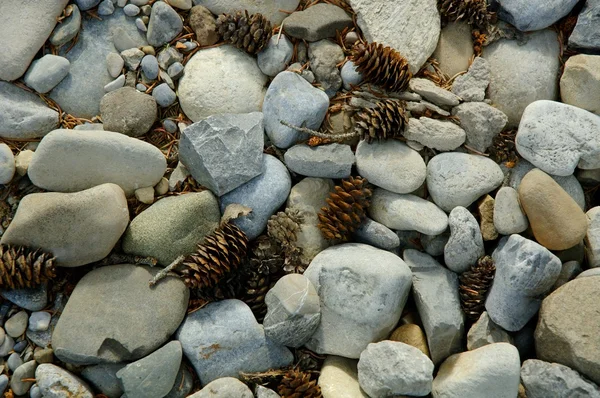 Kayalar ve pinecones — Stok fotoğraf