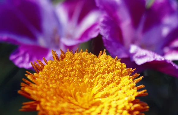 Closeup Of Flower Blossom — Stock Photo, Image