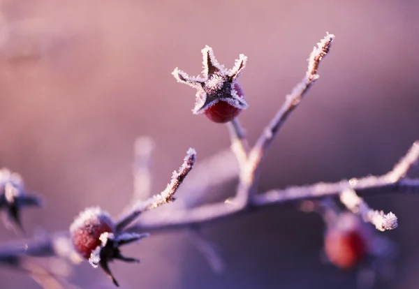 Frosted Berries — Stock Photo, Image