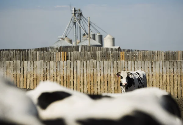 Vaches laitières — Photo