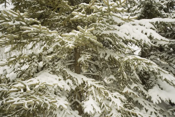 Sempreverde allacciato in neve — Foto Stock