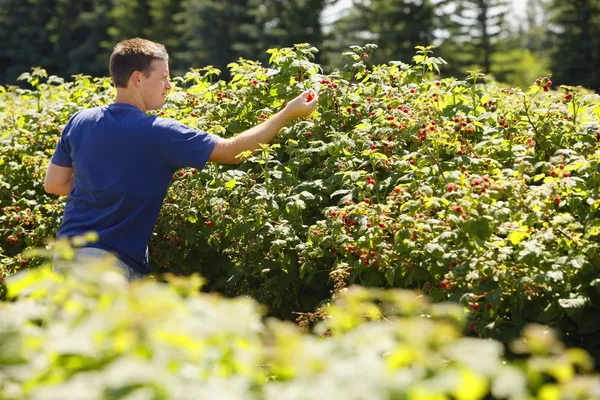 Man Picking Raspberries — Stock Photo, Image