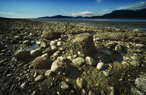 Cama de mar expuesta de la marea en retroceso — Foto de Stock