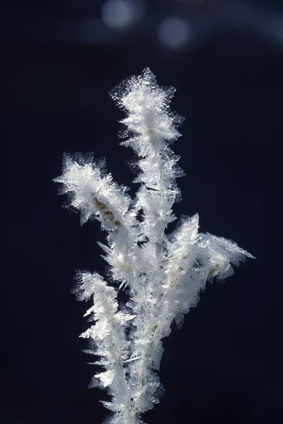 Çimenlerin üzerinde hoarfrost — Stok fotoğraf