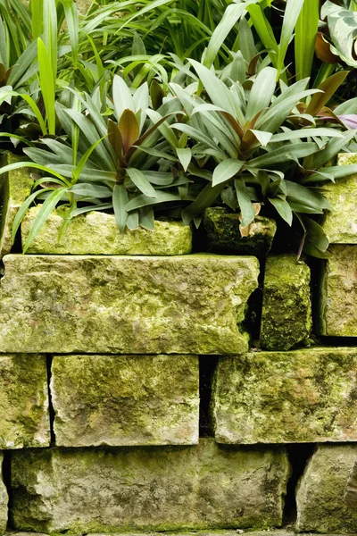 Stenen muur — Stockfoto