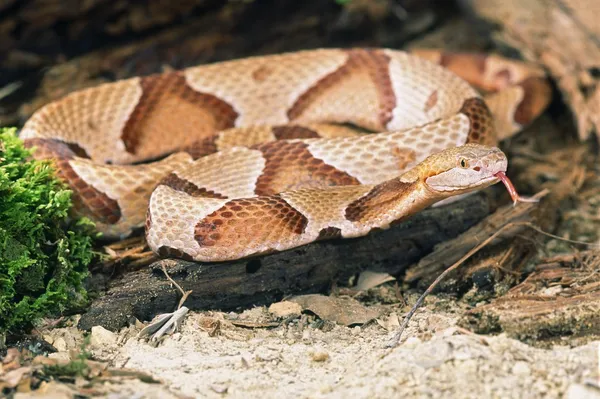 Serpiente cabeza de cobre del norte — Foto de Stock