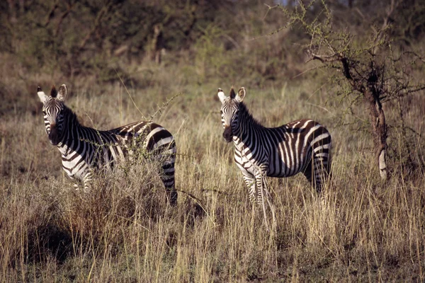 Zebras — Fotografia de Stock