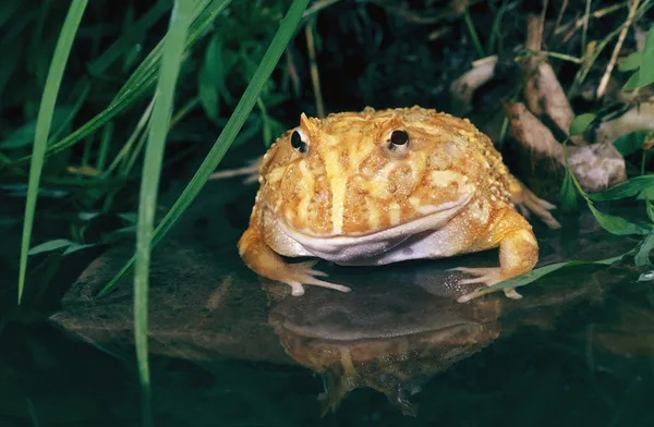 Albino Ceratophrys aurita — Stockfoto