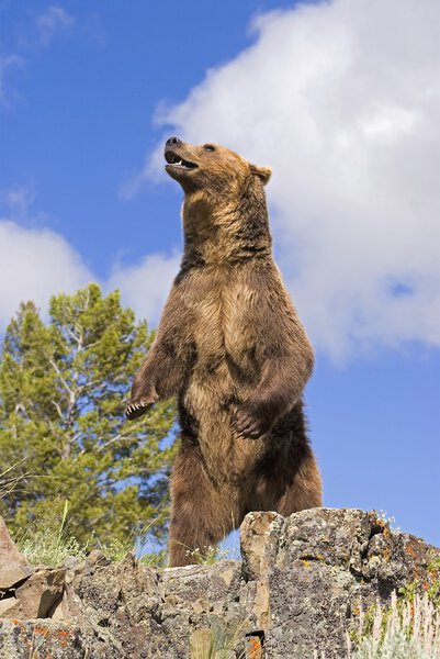 Grizzly Bear Standing On A Ridge