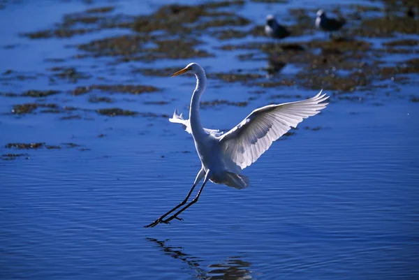 Grote zilverreiger landing — Stockfoto