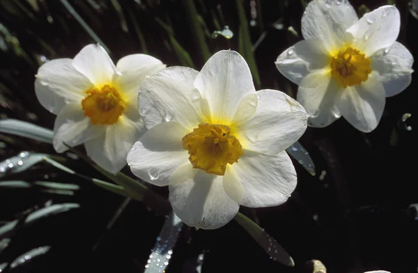 Spring Flowers — Stock Photo, Image