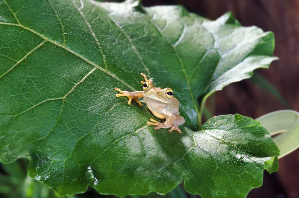 Emerald Tree Frog — Stockfoto