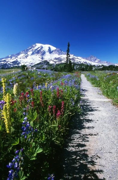 Path Through Paradise Park — Stock Photo, Image