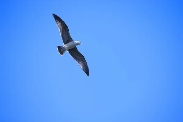 飛行のカモメ — ストック写真