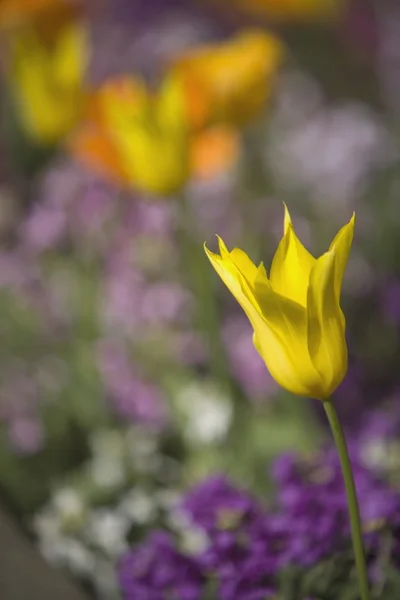 Žlutý Tulipán — Stock fotografie