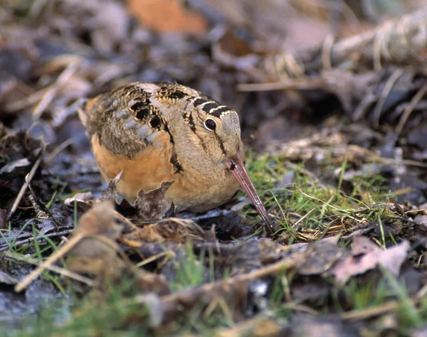 Amerikaanse houtsnip vogel — Stockfoto