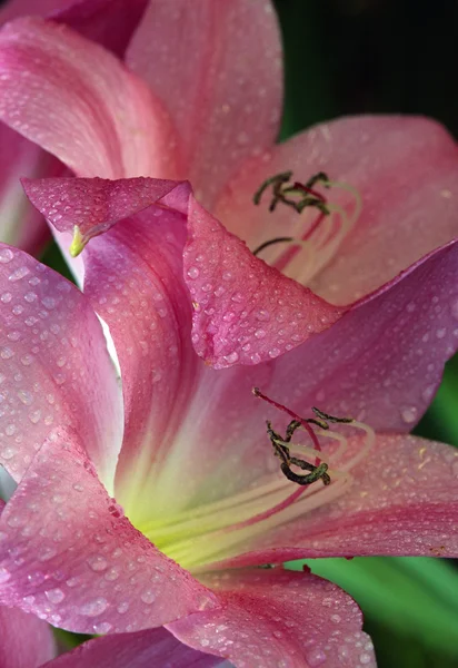 Crinum lily — Stockfoto