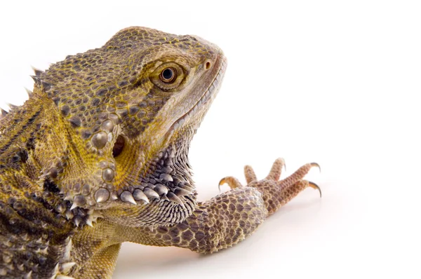 Bearded dragon hagedis gezicht — Stockfoto